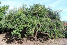 Image result for Gardenia cornuta