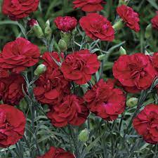 Passion Dianthus Carnation Plants White And Blue Flowers Blue Flowers Garden
