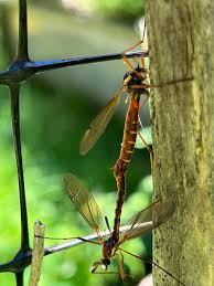 Image result for Steganotaenia hockii