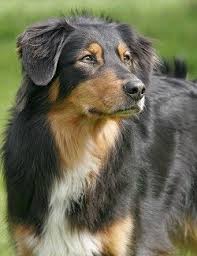 English Shepherd Dog Breed English Shepherd Shepherd Dog Breeds Mutt Dog