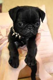 Pug Puppies For Sale Florida Tiny Pug Puppies For Sale Teacup Pug Puppies For Sale Black Pug Puppies For Sale Pug Puppies For Sale Tampa Pug Puppies For Sale Orlando Pug Puppies
