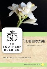 Image result for Polianthes tuberosa