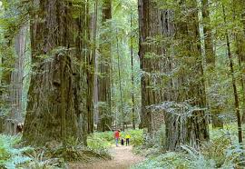(redirected from redwood tree) redirect page. Forest Facts For Kids