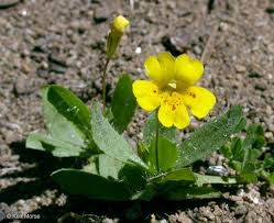 Image result for Mimulus
