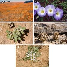 Image result for Plinthus karooicus