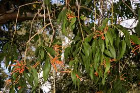 Image result for Viscum littorum