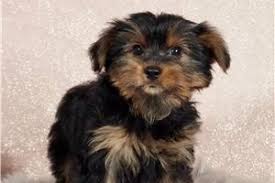 Maybe you would like to learn more about one of these? Yorkiepoo Yorkie Poo Puppies For Sale From Reputable Dog Breeders