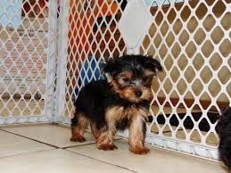 Browse thru our id verified puppy for sale listings to find your perfect puppy in your area. Yorkshire Terrier Yorkie Puppies Dogs For Sale In Jacksonville Florida Fl 19breeders Youtube
