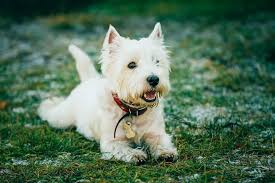 Check spelling or type a new query. Westie Rescue Ohio Groups Finding Your Westie