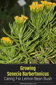 Image result for Senecio barbertonicus
