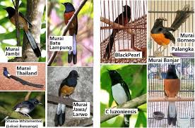 Check spelling or type a new query. Haji Budi On Twitter Cara Megetahui Jenis Burung Dari Pola Ekor Murai Asli Sumatra Utara Http T Co Qctnydacha