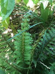 Polystichum Setiferum Farn