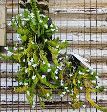 Image result for Angraecum distichum