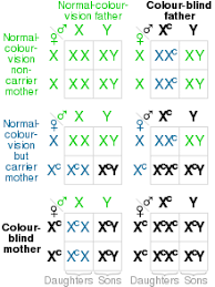 How do the punnett squares for a monohybrid cross and a dihybrid cross differ? Punnett Square Wikipedia