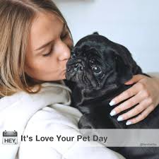 It's International Whippet Day! #InternationalWhippetDay #WhippetDay  #Whippet It's also... Independence Day National Karl Day World Day of the  eBook National Sophie Day Joey Chestnut Day National Safe House Day 704 Day  World