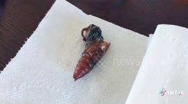 Maybe you would like to learn more about one of these? Newsflare Hornworm Pupa Emerges From Cocoon To Become Giant Sphinx Moth