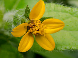 We did not find results for: 17 Amazing Perennials That Love Shade