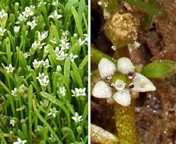 Image result for Limosella