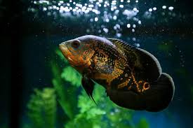 Thinking about adding an aquarium sump to your display tank? Air Stones The Secret Weapon Every Aquarium Needs To Have Aquarium Co Op