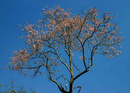 Image result for Stereospermum kunthianum