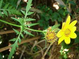 Image result for Bidens schimperi