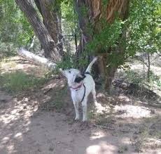 Rio es un macho de 8 meses super sociable con personas y otro gatos y con perros. Adopt Trixie On Petfinder Help Homeless Pets Dog Adoption Adoption