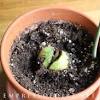Pinch back growth tips during summer to encourage new growth while keeping the plant at a the easiest way to grow an avocado tree as a houseplant is using the pit of a ripe avocado you. 1