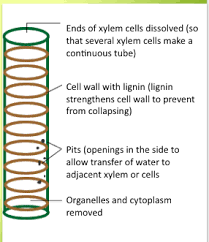 They become strengthened by a substance called lignin. 9 1 Transport In The Xylem Of Plants Diagram Quizlet