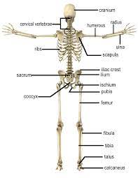 Skeletons can be customized and respond to the environment in many ways. Skeleton Bones Rear Medical Anatomy Bones Skeleton Bones Rear Png Html
