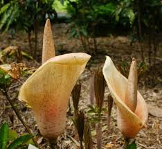 Image result for Amorphophallus goetzei