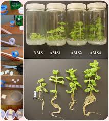 Image result for Aeollanthus suaveolens