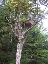 Image result for Polyscias fulva