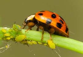 The ladybug is a notoriously unwelcome guest in homes throughout the south. How To Use Ladybugs In Your Garden Planet Natural