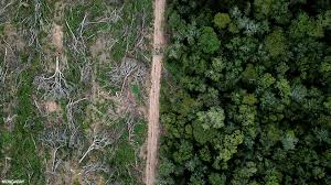 Amazon Destruction