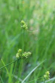 Image result for Scleria laxiflora