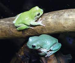 White S Treefrogs Frog Terrarium Pet Frogs Tree Frogs