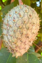 It is the second largest genus in the family after guatteria , 3 containing approximately 166 4 species of mostly neotropical and afrotropical trees and shrubs. Annona Macroprophyllata Ilama Buy Seeds At Rarepalmseeds Com