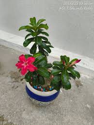 Image result for Hygrophila okavangensis