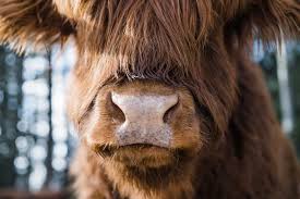 Highland cattle – Home Lodge Golden