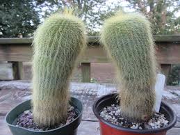 Henry, was an american short story writer. Cactus And Succulents The Belmont Rooster
