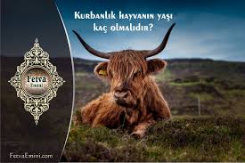Kurbanlik Hayvanin Yasi Kac Olmalidir Koyun Keci Sigir Deve Kac Yasinda Kurban Edilebilir Fetva Emini Fikih Helaller Ve Haramlar Akademi Dergisi Mehmet Fahri Sertkaya