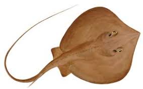 Image result for Stingray