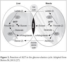 Risk Factors Associated with Nonalcoholic Fatty Liver Disease in a  Colombian Caribbean Population