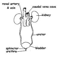 Color the renal vein (blue) and the renal artery (red) on the kidney as well as the nephron. The Anatomy And Physiology Of Animals Excretory System Worksheet Worksheet Answers Wikieducator