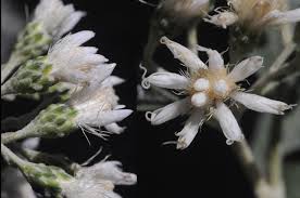 Image result for Vernonia mutimushii