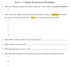 The stages of cellular respiration include glycolysis, pyruvate oxidation, the citric acid or krebs cycle, and oxidative phosphorylation. Solved Part C Cellular Respiration Worksheet 1 What Is Chegg Com