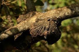 Image result for Erianthemum dregei