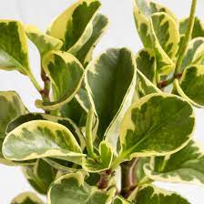 Native to south american rainforests, peperomia grow in the cool. Peperomia Plants Indoor Care And Growing Guide