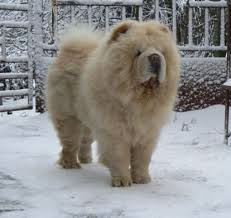 My Big White Bear Broken Hill Indiana Jones Is In 2013 In Winter I Really Like Him Chow Chow Chow Chow Dogs Chow Chow Puppy
