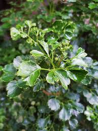 Image result for Polyscias guilfoylei